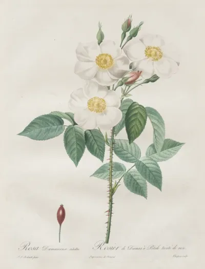 Les Roses:  Rosa Damascena, subalba
