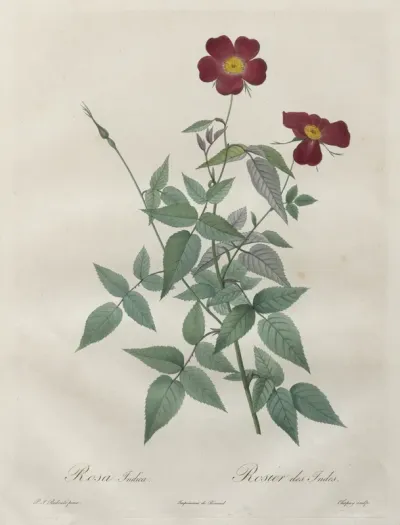 Les Roses:  Rosa indica