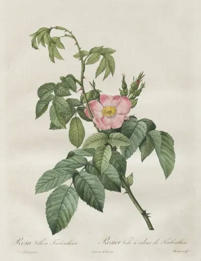 Les Roses:  Rosa Villosa Terebenthina