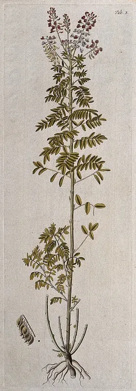 Lessertia perennans DC.: flowering and fruiting stem with separate fruit