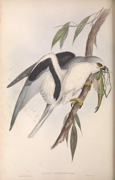 Letter-winged Kite