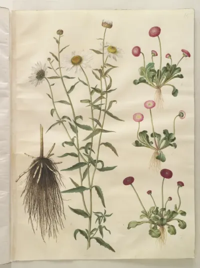 Leucanthemum vulgare (hvid okseøje); Bellis perennis (almindelig tusindfryd)