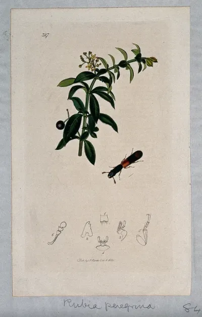 Levant or wild madder plant (Rubia peregrina) with an associated insect and its anatomical segments