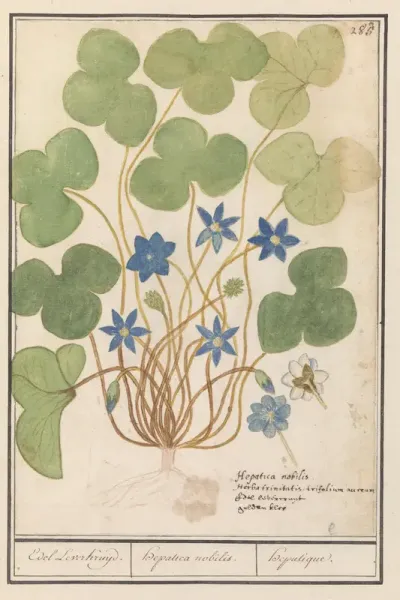 Leverbloempje (Anemone hepatica, oude naam: Hepatica nobilis)