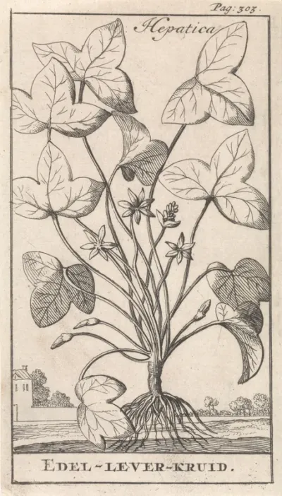 Leverkruid