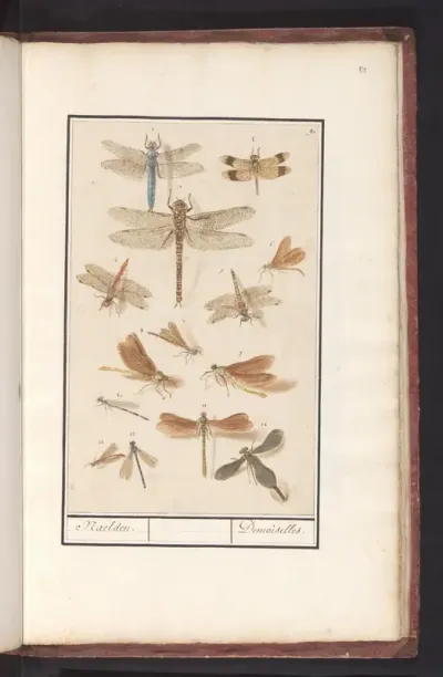 Libellen (Odonata)