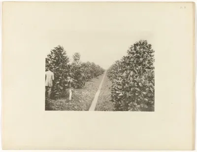 Liberia-koffieplanten op plantage Voorburg, Suriname