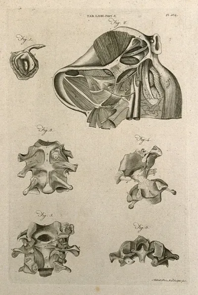 Ligaments around the lower jaw, and between the head and the vertebrae: six figures