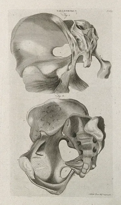 Ligaments attached to the pelvis and sacrum: two views