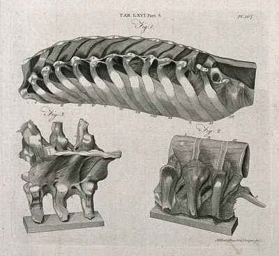 Ligaments attached to the ribs (above) and to the vertebrae (below): three figures