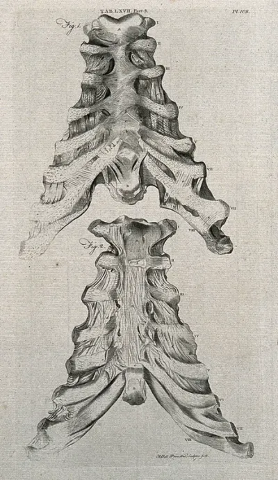 Ligaments attached to the sternum and the cartilages of the ribs: anterior view (above) and posterior view (below)