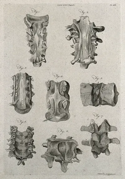 Ligaments to the vertebrae: eight figures