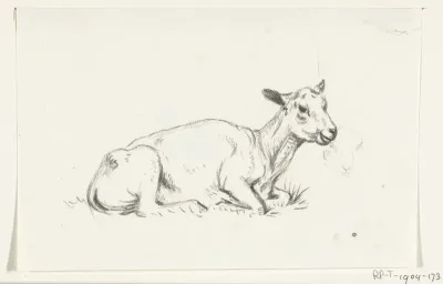 Liggend geschoren schaap, naar rechts