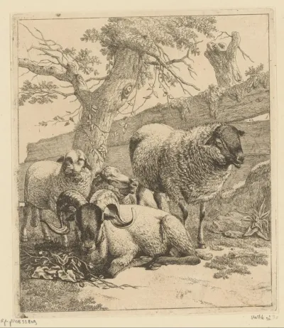 Liggend ram en drie schapen bij houten hek