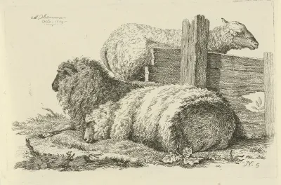 Liggend schaap en ram