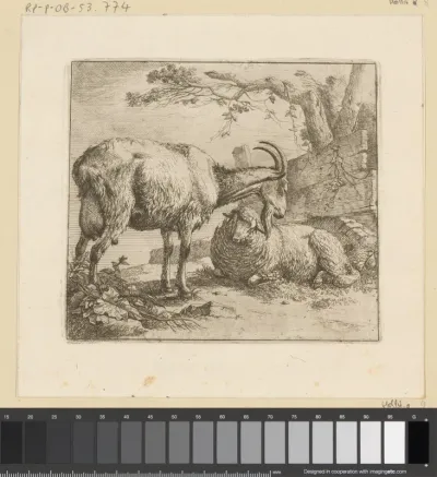 Liggend schaap en staande geit bij een hek
