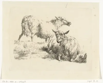 Liggend schaap met halster en een staand schaap