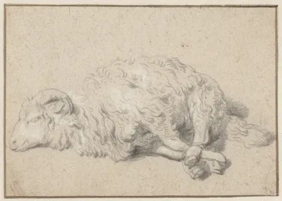 Liggend schaap met vastgebonden poten