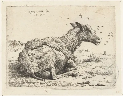 Liggend schaap met vliegen