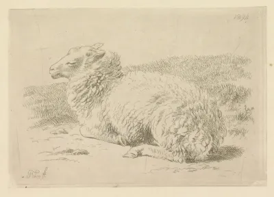 Liggend schaap van opzij gezien