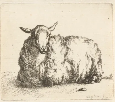 Liggend schaap van voren