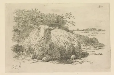 Liggend schaap van voren gezien