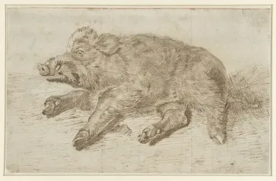Liggend wild zwijn