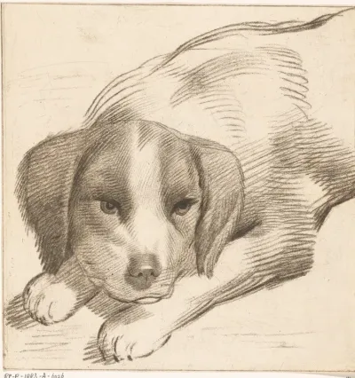 Liggende hond