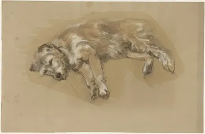 Liggende hond