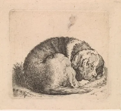 Liggende hond met vlekken