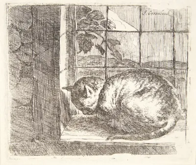 Liggende kat i et vindue