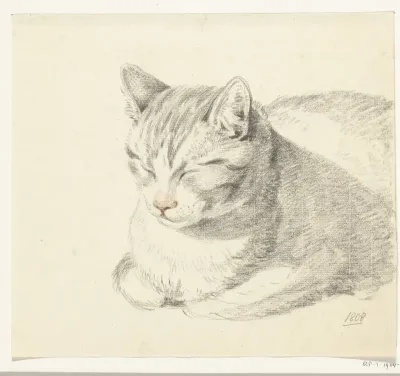 Liggende kat, schuin van voren