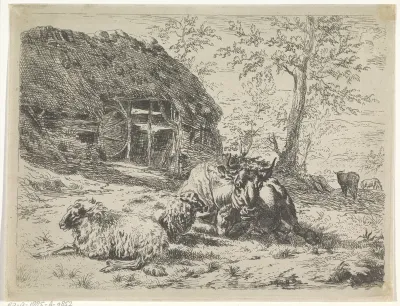 Liggende koe en twee schapen bij een schuur