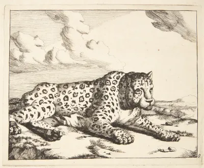 Liggende leopard, vendt mod højre