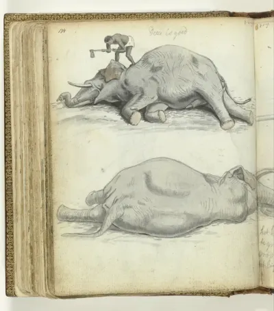 Liggende olifant met hakkende Singalees