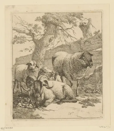 Liggende ram en drie schapen bij houten hek