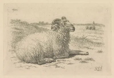 Liggende ram in een weide