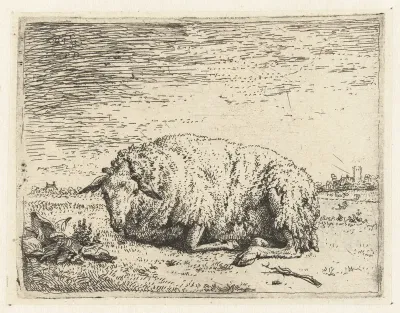 Liggende schaap