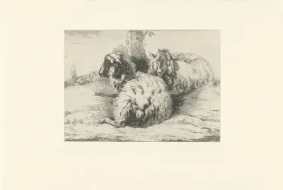 Liggende schapen