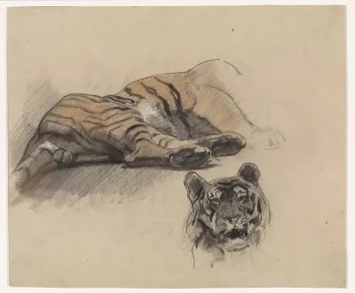 Liggende tijger, en kop van een tijger