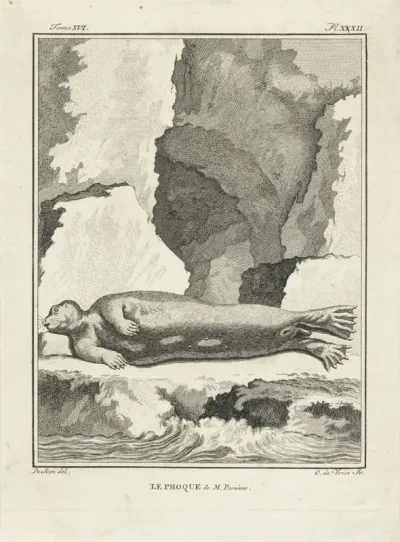 Liggende zeehond