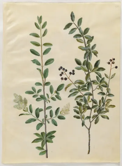 Ligustrum vulgare (almindelig liguster)