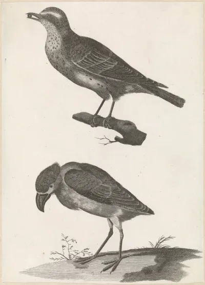 Lijster met een bes in de bek naar links en Schuitbekreiger