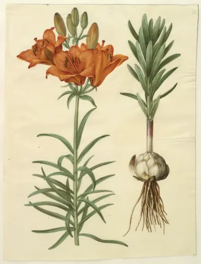 Lilium bulbiferum (brand-lilje)