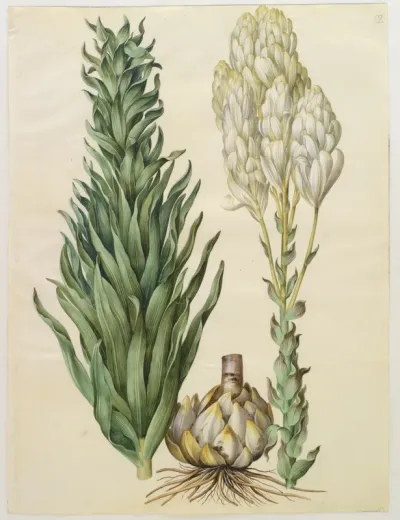 Lilium candidum (madonna-lilje)