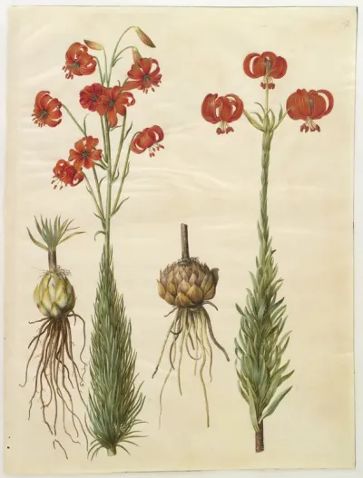 Lilium chalcedonicum (rød turbanlilje)
