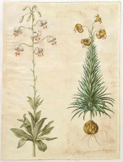 Lilium martagon (krans-lilje); Lilium pyrenaicum (pyrenæisk lilje)