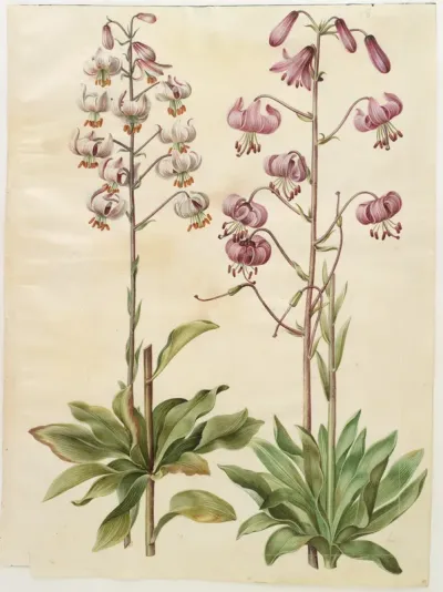 Lilium martagon (krans-lilje)