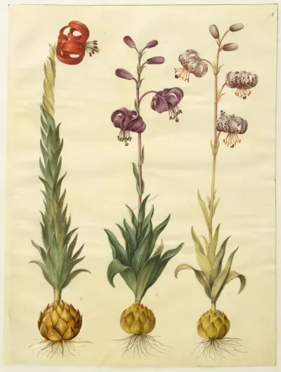 Lilium pomponium (pompon-lilje); Lilium martagon (krans-lilje)