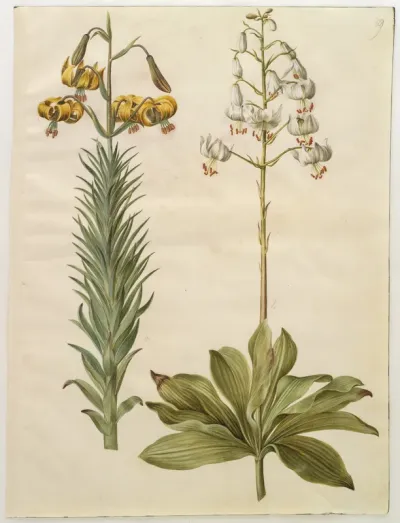 Lilium pyrenaicum (pyrenæisk lilje); Lilium martagon (krans-lilje)
